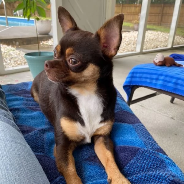 meraviglioso regalo di chihuahua  cuccioli di chihuahua di ottima genealogia, già vaccinati, svermin