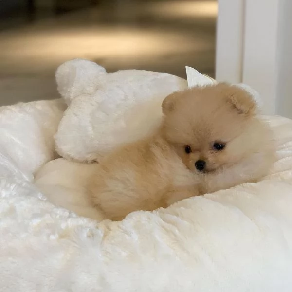 meraviglioso regalo di splitz  cuccioli di splitz di ottima genealogia, già vaccinati, sverminati e 