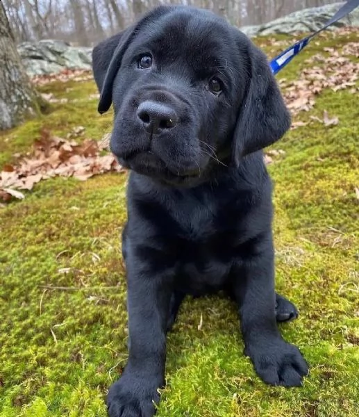 regalo labrador james cuccioli meravigliosi ! nati in casa da nostri esemplari ipertipici carattere 