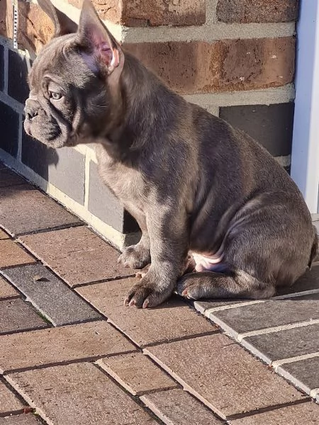 3 bouledogue bulldog francese kuccioli - pedegree enci | Foto 3