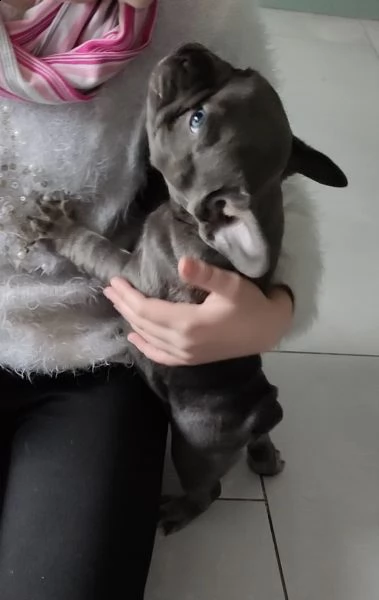 3 bouledogue bulldog francese kuccioli - pedegree enci | Foto 2