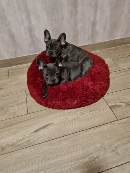 3 bouledogue bulldog francese kuccioli - pedegree enci | Foto 1