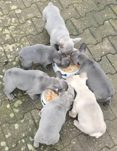3 bouledogue bulldog francese kuccioli - pedegree enci
