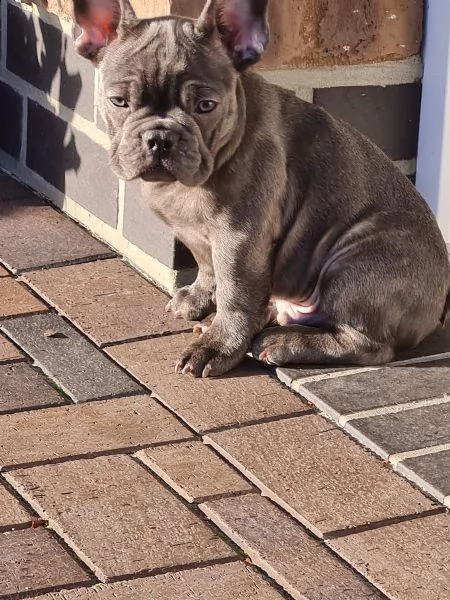 3 bouledogue bulldog francese kuccioli - pedegree enci | Foto 0