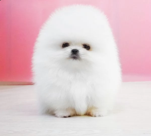 cuccioli bianco spitz nani pomerania