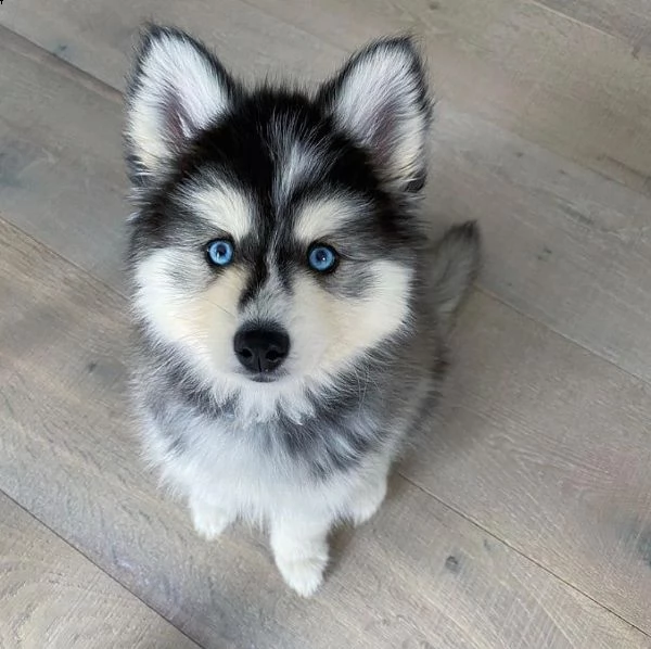 regalo siberian husky con pedigree consegna con : libretto sanitario, vaccini certificati dal veteri