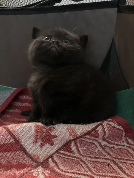 Cuccioli British Shortair disponibili  | Foto 5