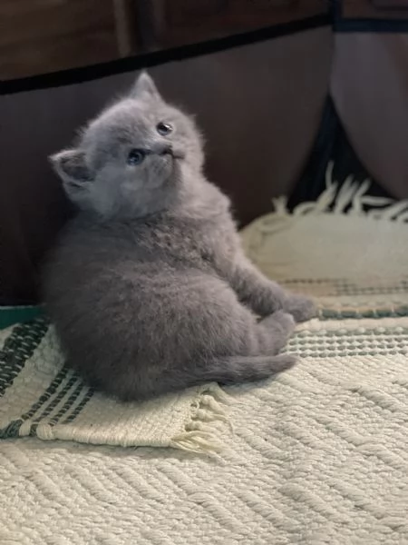 Cuccioli British Shortair disponibili  | Foto 4