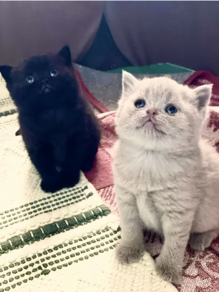 Cuccioli British Shortair disponibili  | Foto 3