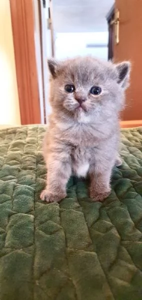 Cuccioli British Shortair disponibili  | Foto 2