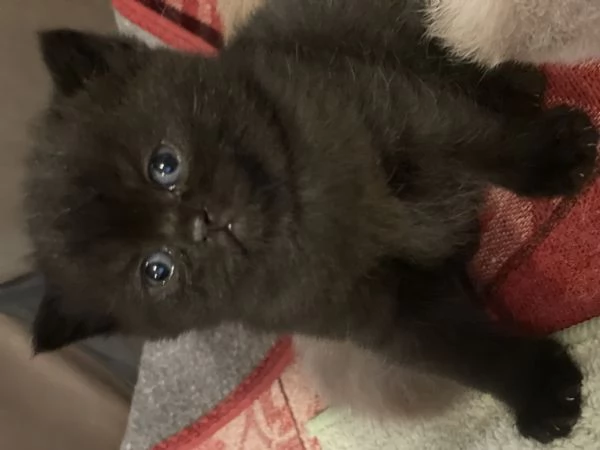 Cuccioli British Shortair disponibili  | Foto 1