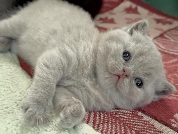 Cuccioli British Shortair disponibili 