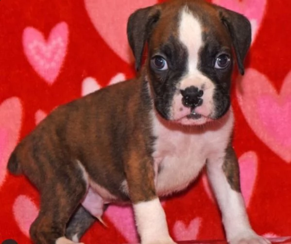 # regalo boxer | Foto 0