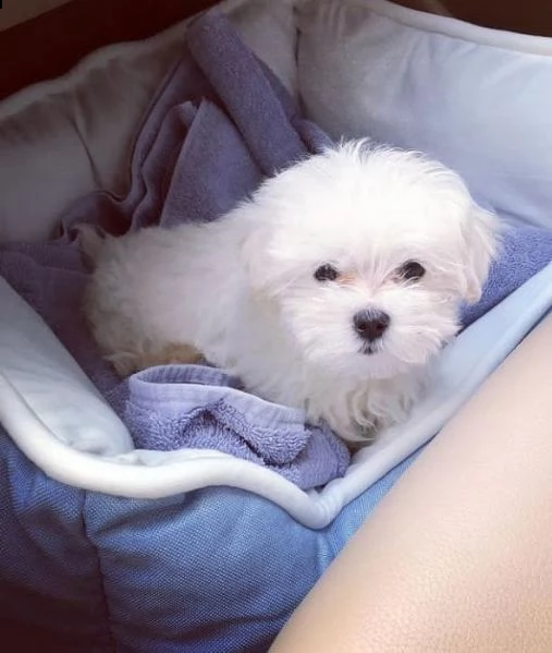 maltese nano...