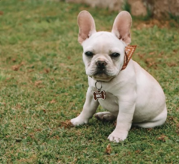 cuccioli di bulldog francese per l'adozione bellissimi cuccioli disponibili, carattere adorabile , s