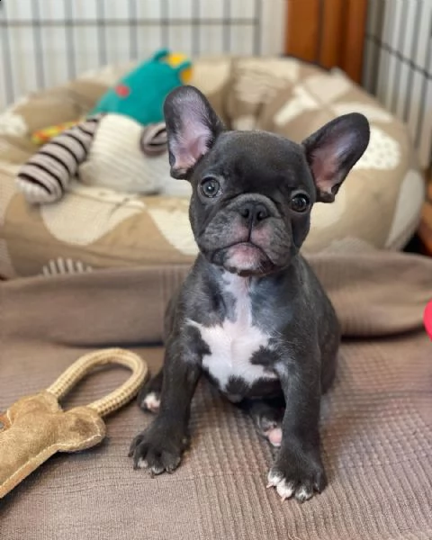 regalo estremamente carino cuccioli di boxer per l'adozione sono a casa sollevati e vasino addestrat