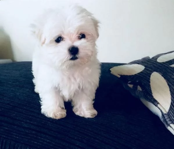 maltese nano... | Foto 0