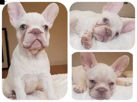 cuccioli di bulldog francese per l'adozione
