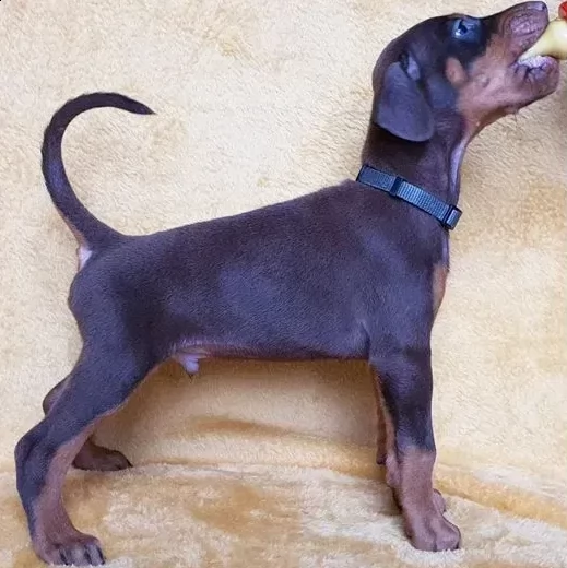 cuccioli di dobermann | Foto 1