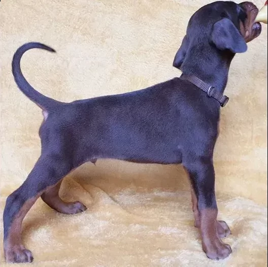 cuccioli di dobermann | Foto 0