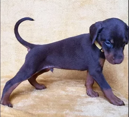 cuccioli di dobermann