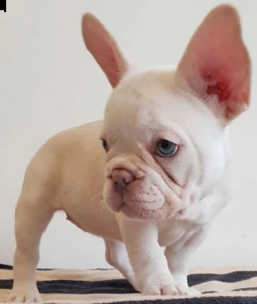 cuccioli di bulldog francese per l'adozione