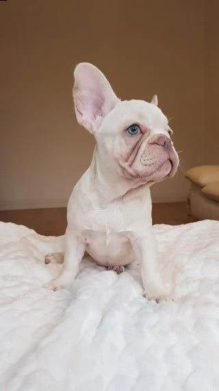 regalo cuccioli di bulldog frances