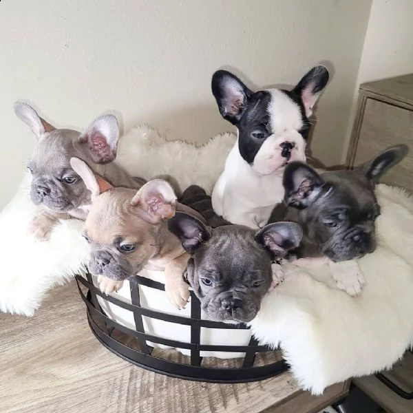  bulldog francese