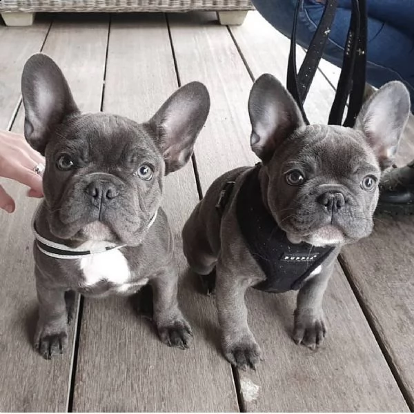  bulldog francese | Foto 1