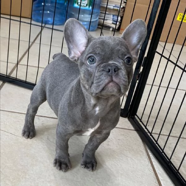  bulldog francese | Foto 0