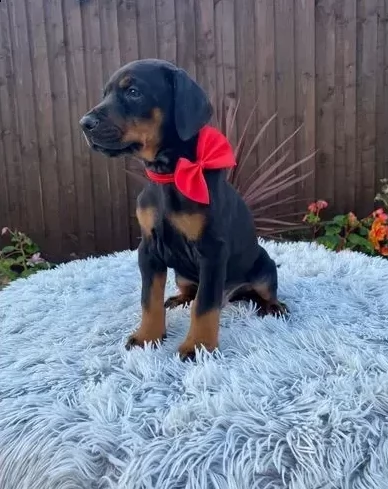cuccioli di dobermann taglia media | Foto 1