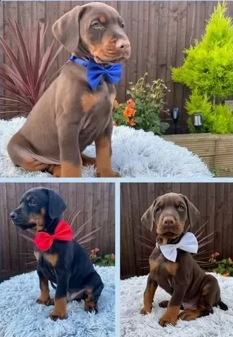 cuccioli di dobermann taglia media