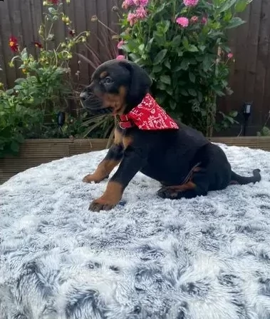 cuccioli di dobermann taglia media | Foto 0