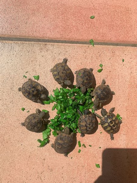 splendide tartarughine di terra | Foto 4