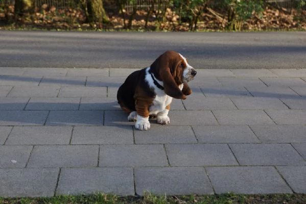 splendidi cuccioli di bassethound
