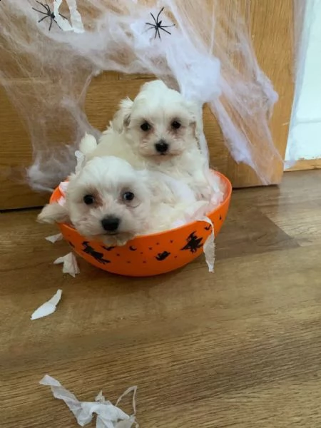 cuccioli di maltese mini toy | Foto 1