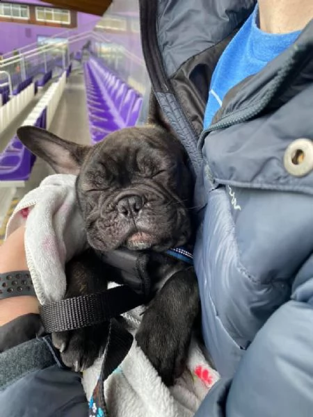 mio bulldog francese maschio blu and ten | Foto 5