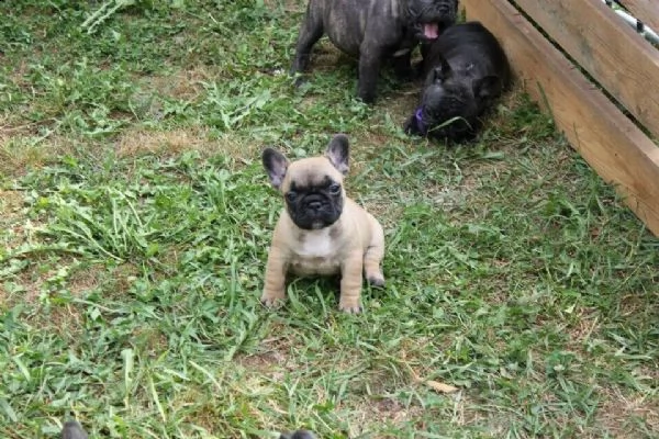  bulldog-bouledogue francese blu cuccioli | Foto 5