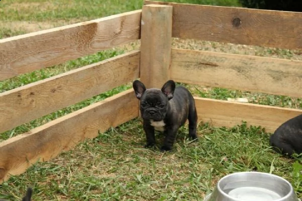  bulldog-bouledogue francese blu cuccioli | Foto 3