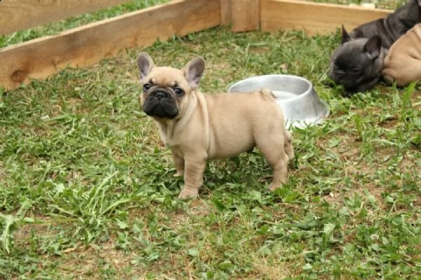  bulldog-bouledogue francese blu cuccioli | Foto 2
