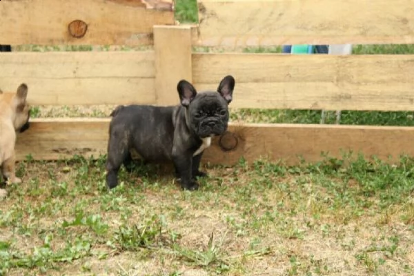  bulldog-bouledogue francese blu cuccioli