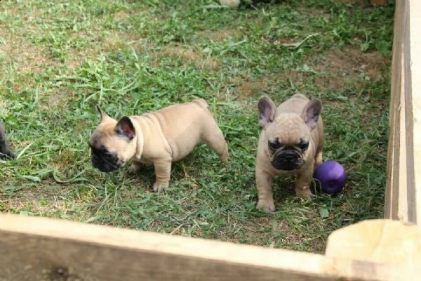  bulldog-bouledogue francese blu cuccioli | Foto 0