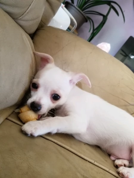cuccioli di chihuahua toy  | Foto 2