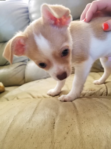 cuccioli di chihuahua toy  | Foto 1