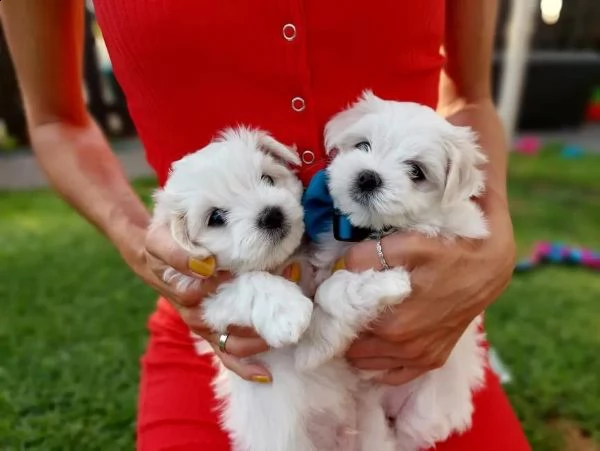  regalo adorabili cuccioli mini maltese  femminucce e maschietti gratuita 