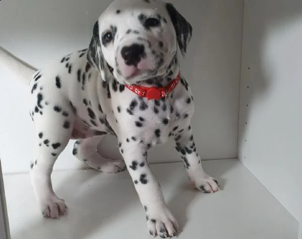 cuccioli di dalmata  femminucce e maschietti disponibili .