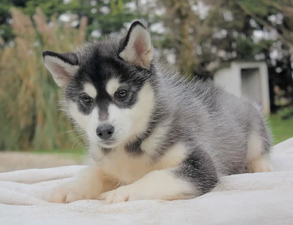 Siberian Husky | Foto 1