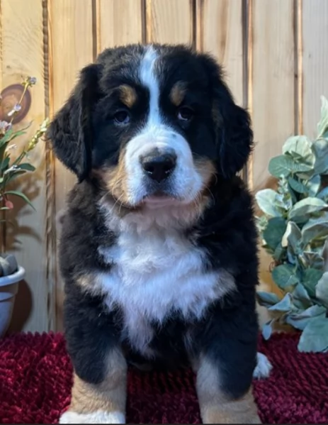 Cuccioli di Bovaro del Bernese