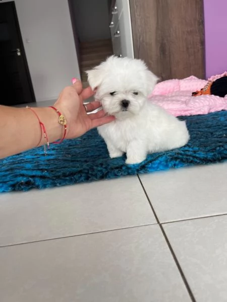maltese cuccioli maschi e femmine