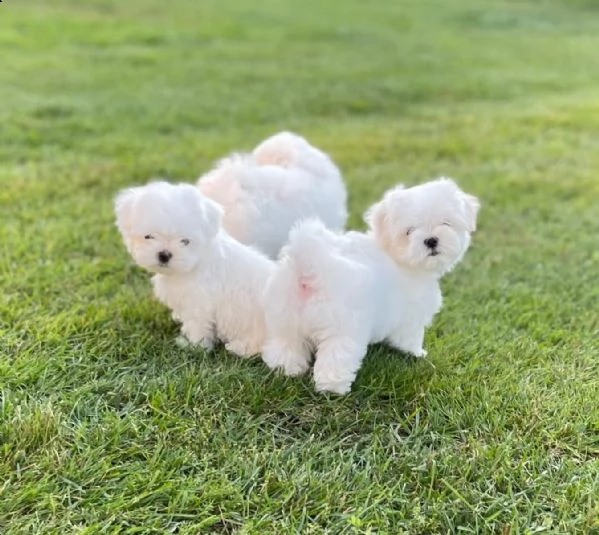 maltese cuccioli maschi e femmine | Foto 3